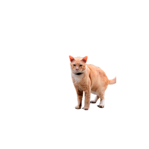 Stock Photo Of Fujifilm, Fujifilm Camera, Mood 14986 - Cat PNG image with transparent background
